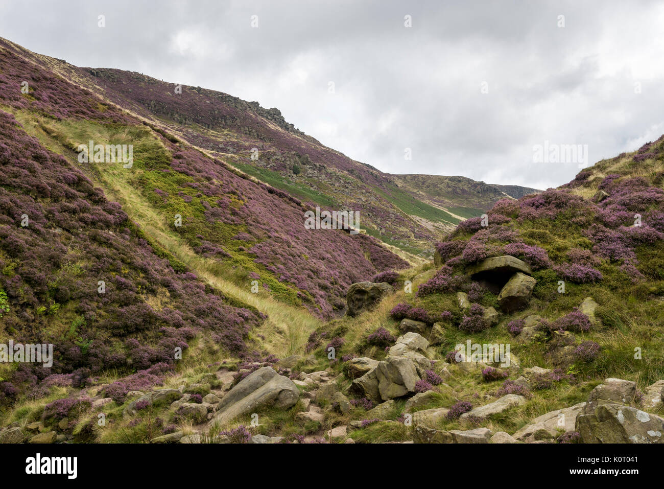 Purple heather on the slopes of Grindsbrook Clough near Edale in the Peak District national park, Derbyshire, England. Stock Photo