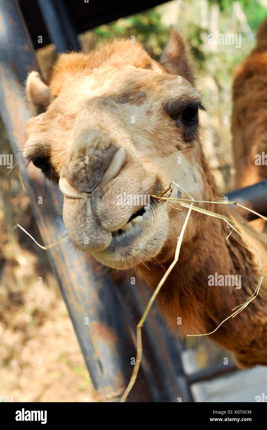 The camel mainly eat straw/hay/roughage. Stock Photo