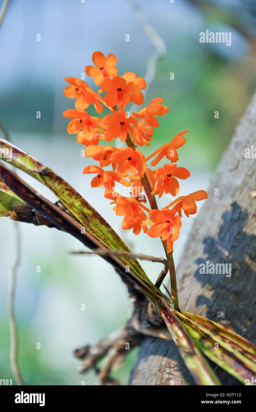 A miniature orchid with an attractive fan of leaves, Ascocentrum miniatum is no less than stunning when its cluster of brilliant orange flowers appear Stock Photo