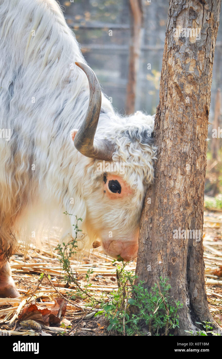 A domesticated yak, used as a work animal or raised for meat and milk