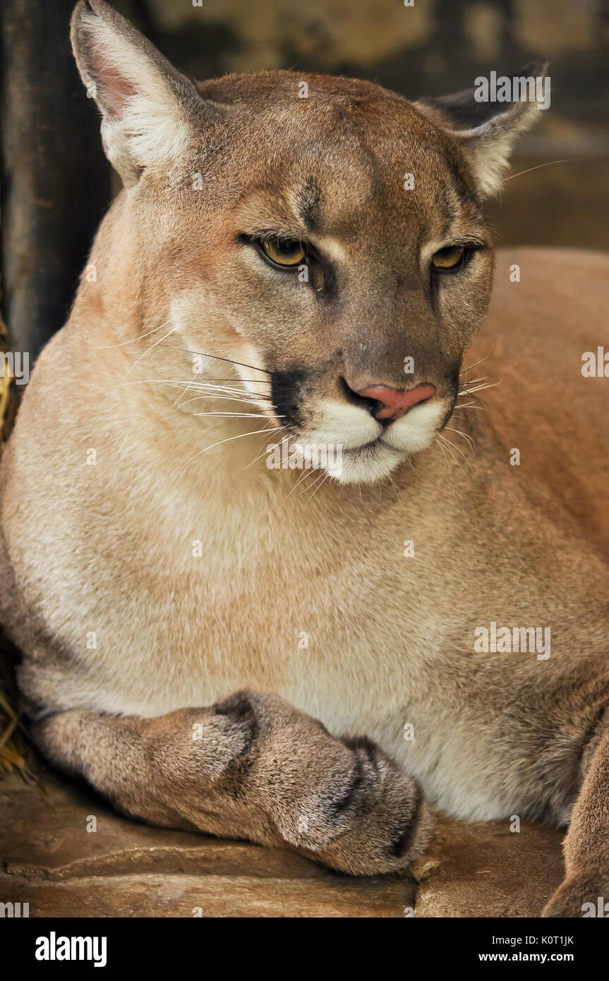 Puma concolor jumping hi-res stock photography and images - Page 2 - Alamy