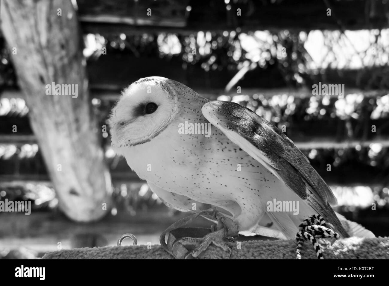 Barn Owl about to take off in black and white Stock Photo