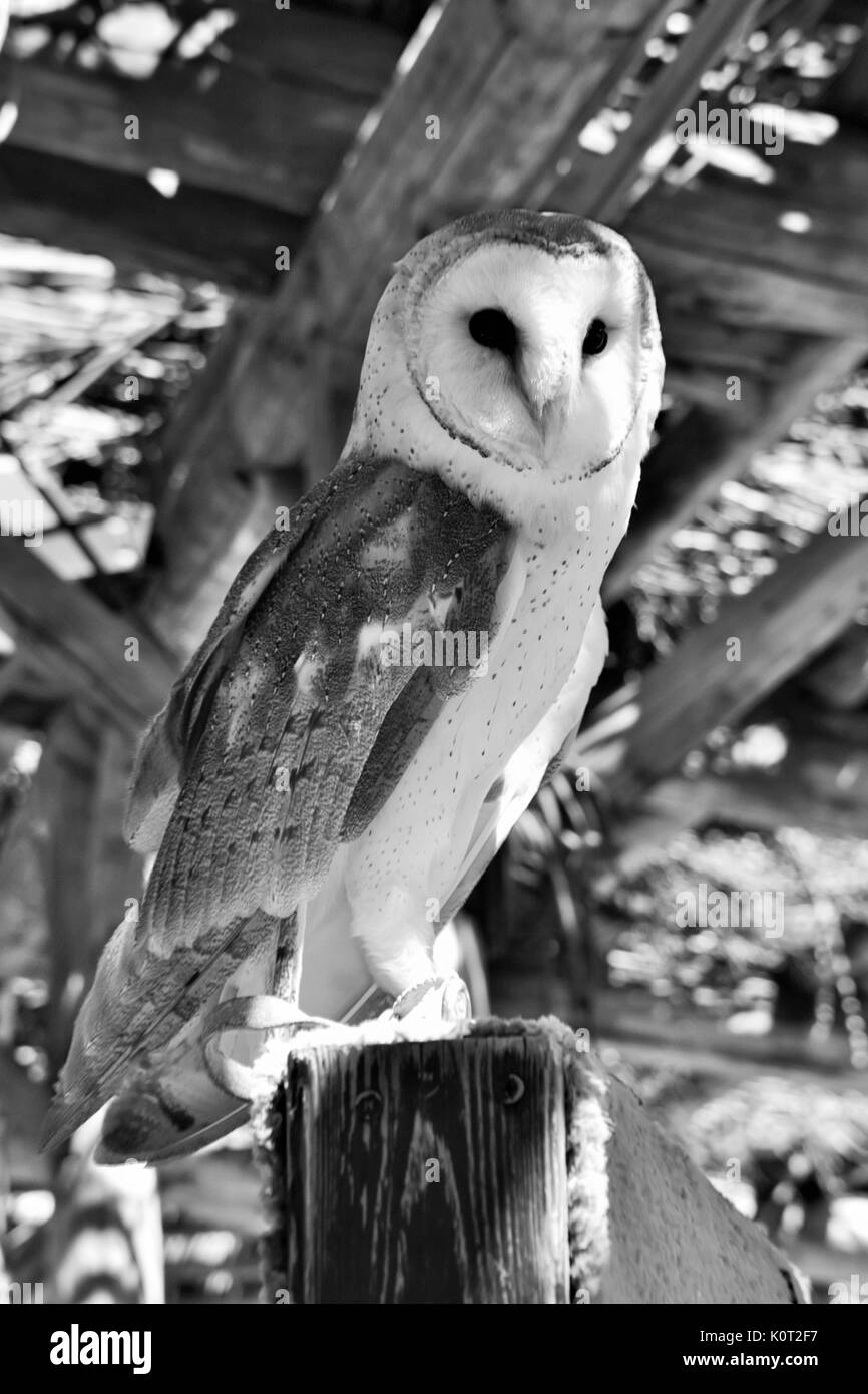Barn Owl Perched on post in black and white Stock Photo
