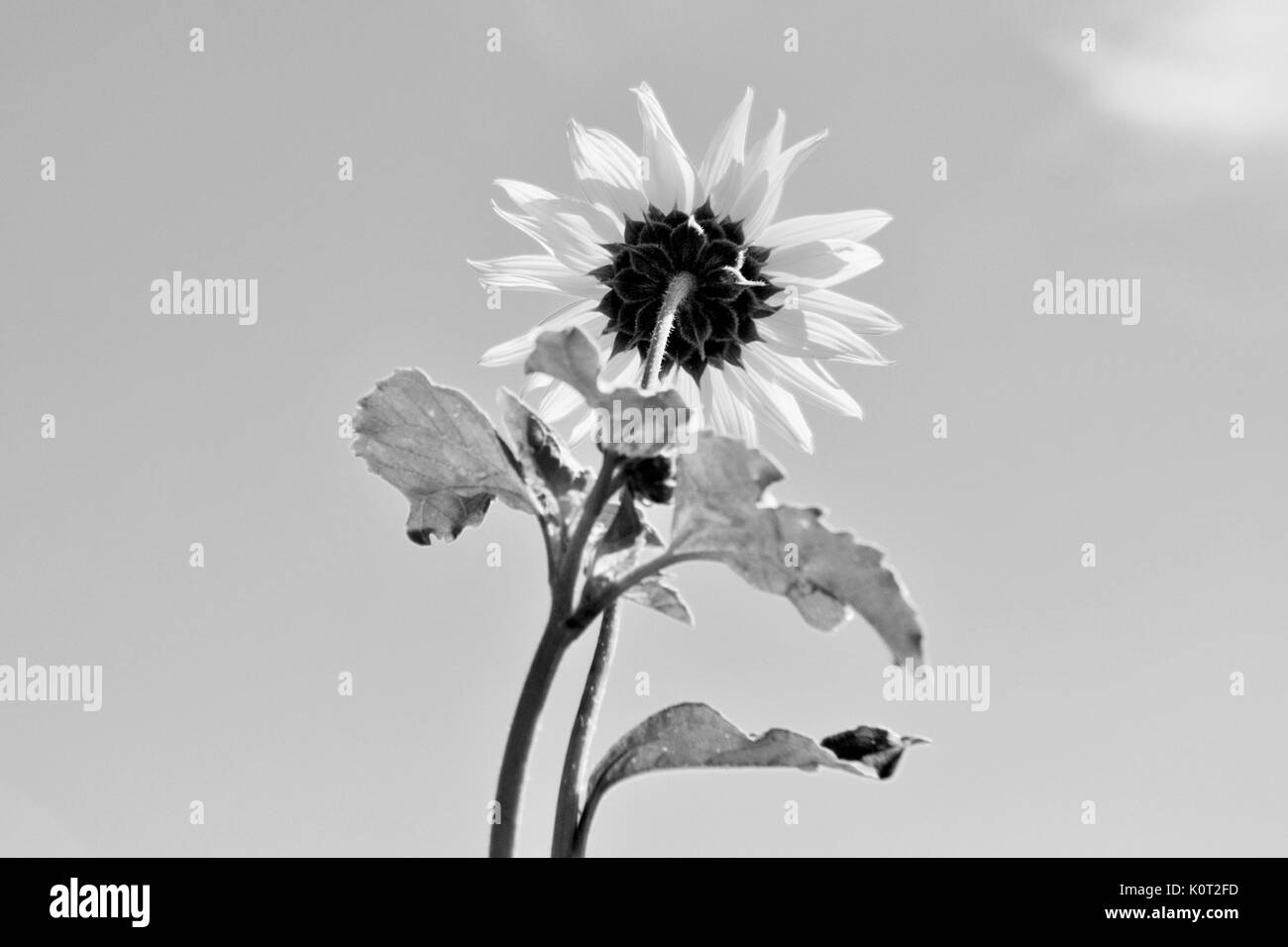 Sunflower with sky in background in black and white Stock Photo