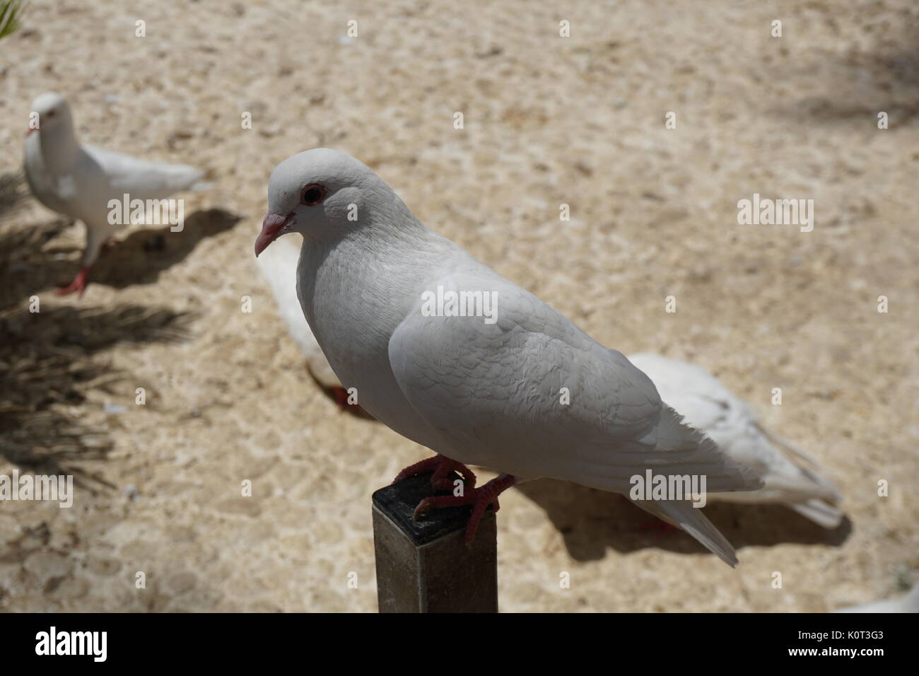 Pure white dove sitting on a fence Stock Photo