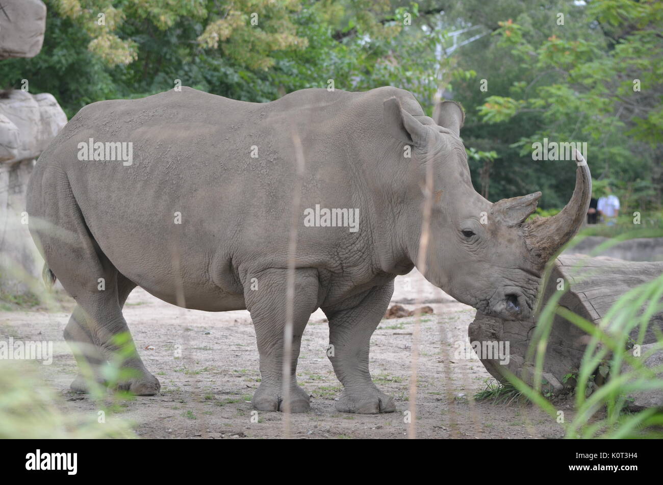 Rhinoceros in jungle hi-res stock photography and images - Alamy