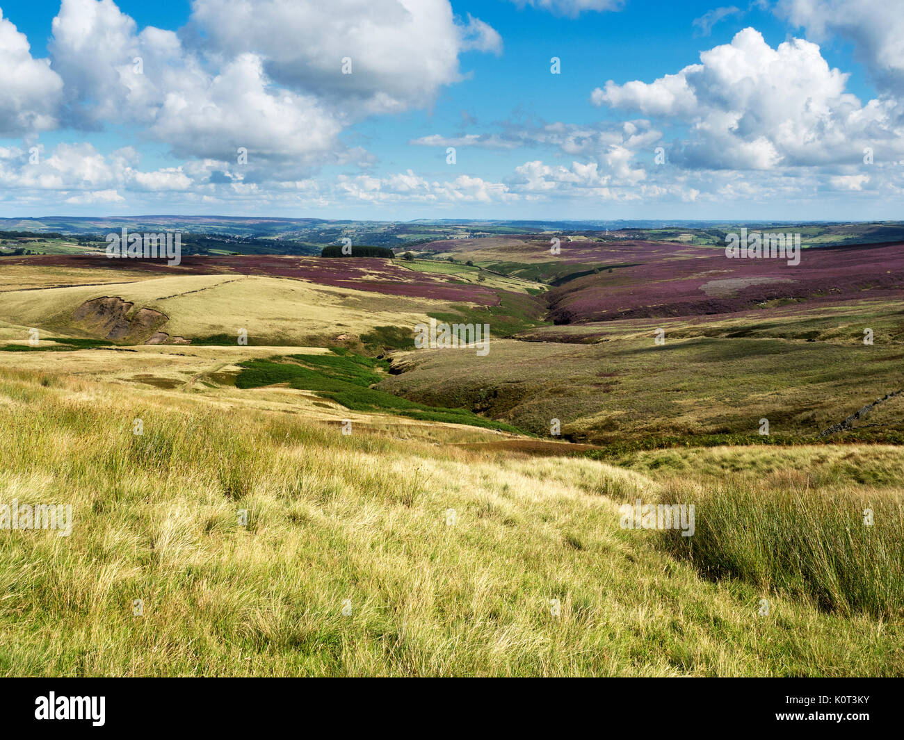 Heather in Bloom on Haworth Moor from Top Withins Haworth West Yorkshire England Stock Photo