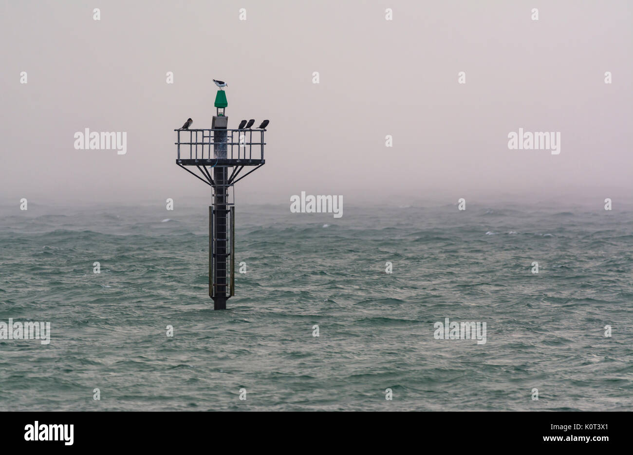 Birds perched on a post out at see on a rough miserable wet day. Stock Photo
