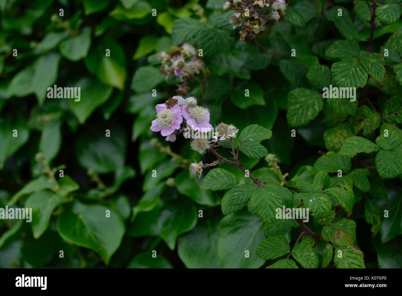 Gentle wildflowers hi-res stock photography and images - Alamy