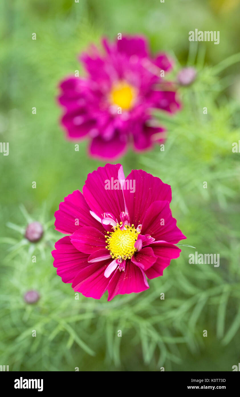 Flower click hi-res stock photography and images - Alamy