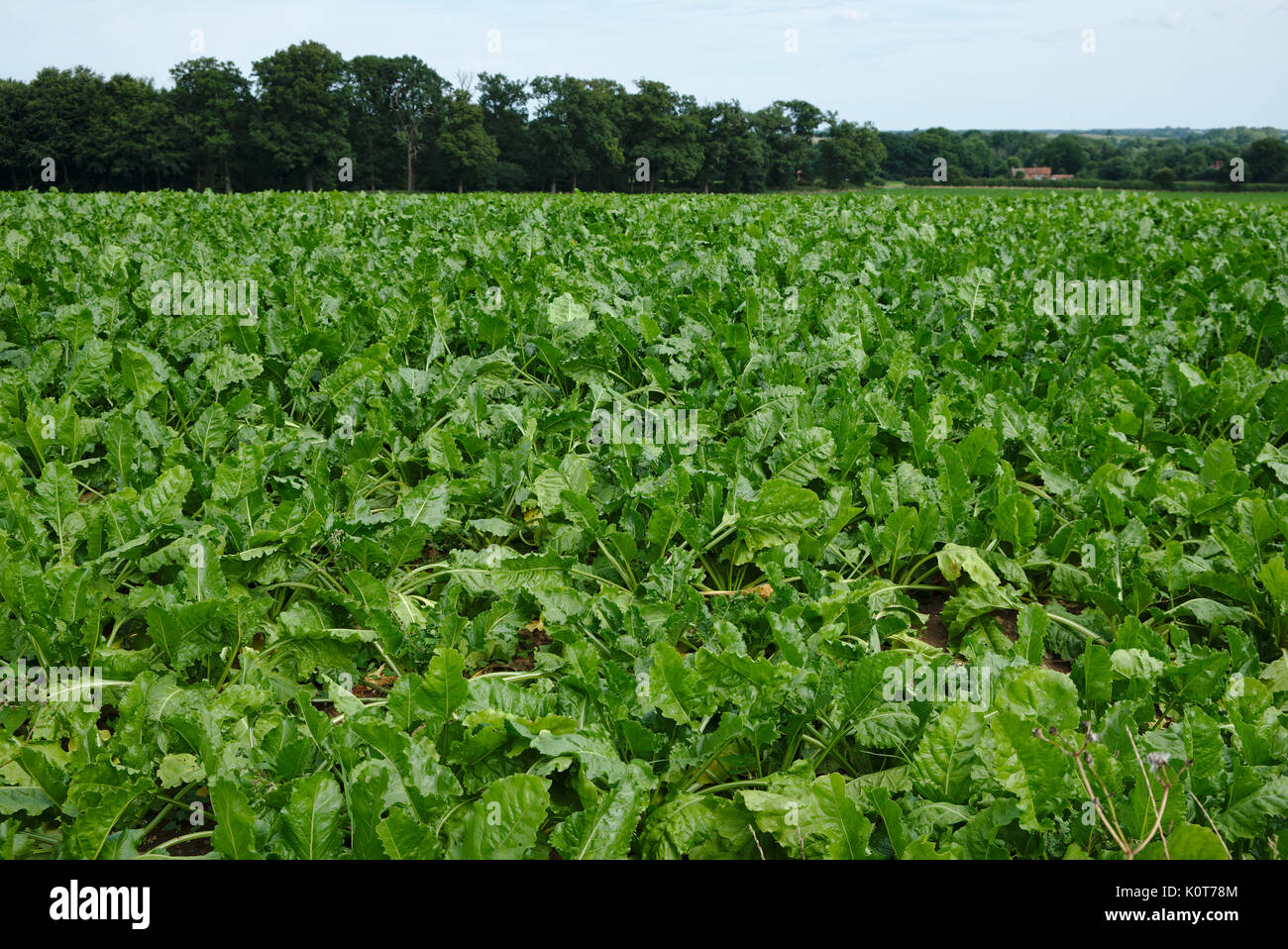 Field of salad crops ready for picking Stock Photo