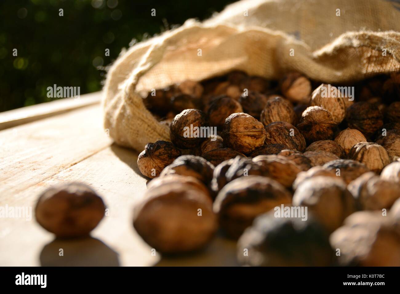 Walnuts out of a canvas bag on a rustic wooden table. Landscape format