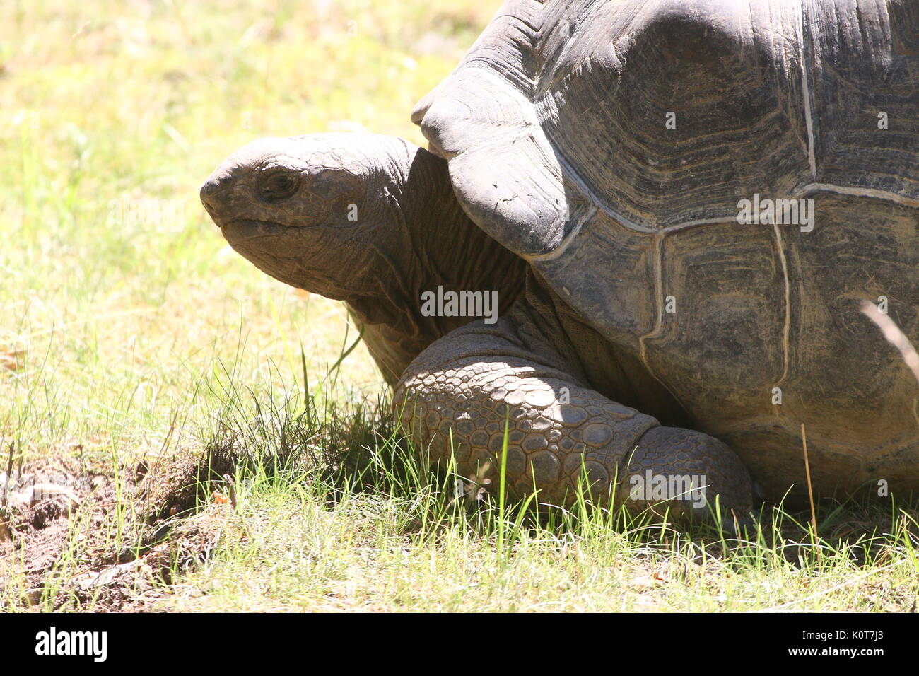 Aldabra giant tortoise (Aldabrachelys gigantea or Dipsochelys dussumieri) walking Stock Photo