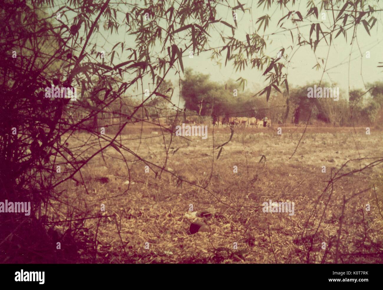 A photograph of a herd of cattle and a farmer, the image was captured from a wooded area at the edge of an open field, Vietnam, 1968. Stock Photo