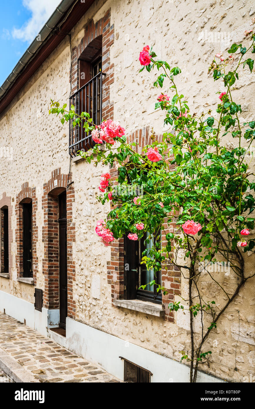 Provins Roses Rose of provins hi-res stock photography and images - Alamy