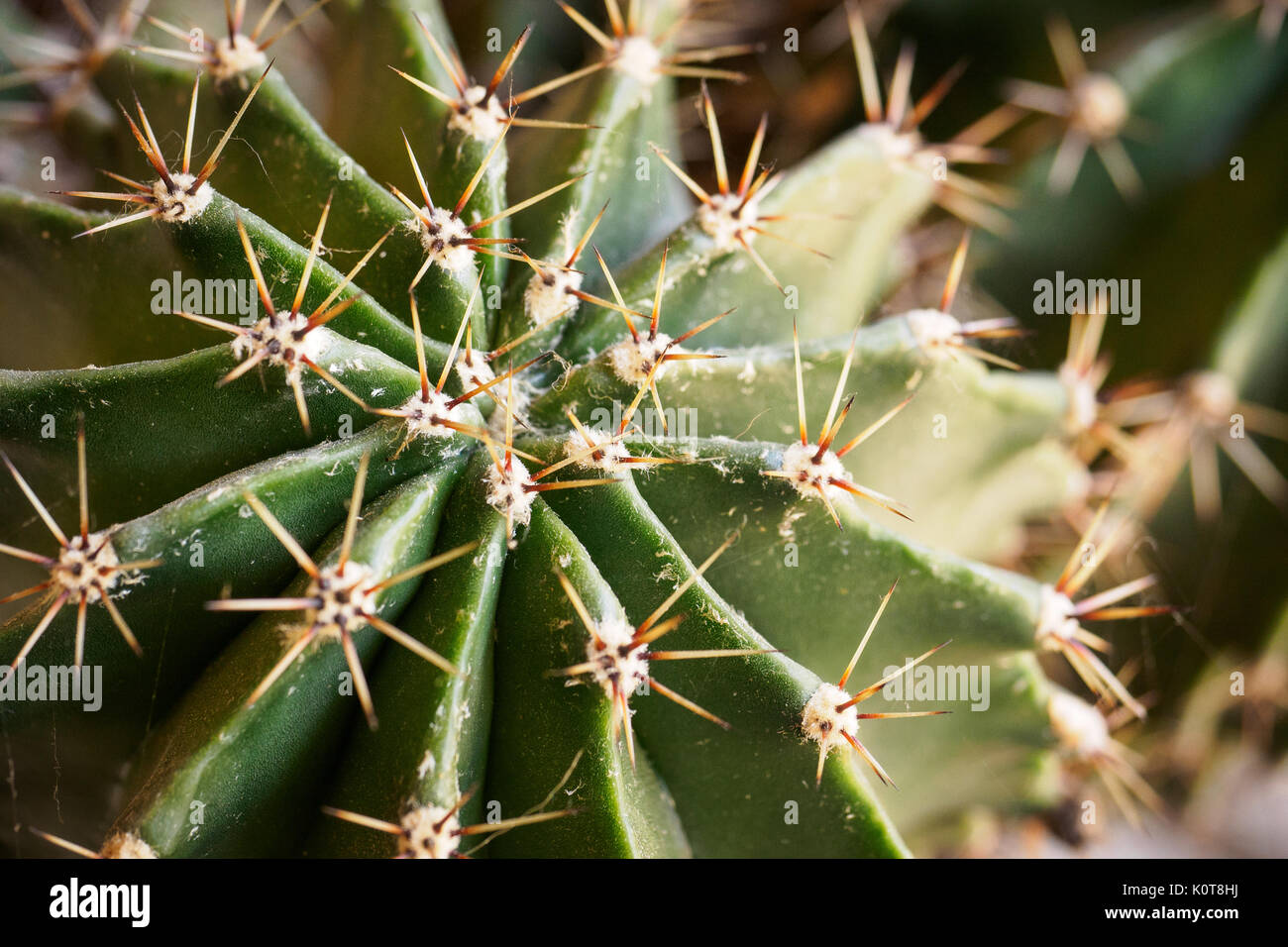 Close up of a succulent plant with spines. Landscape format. Stock Photo