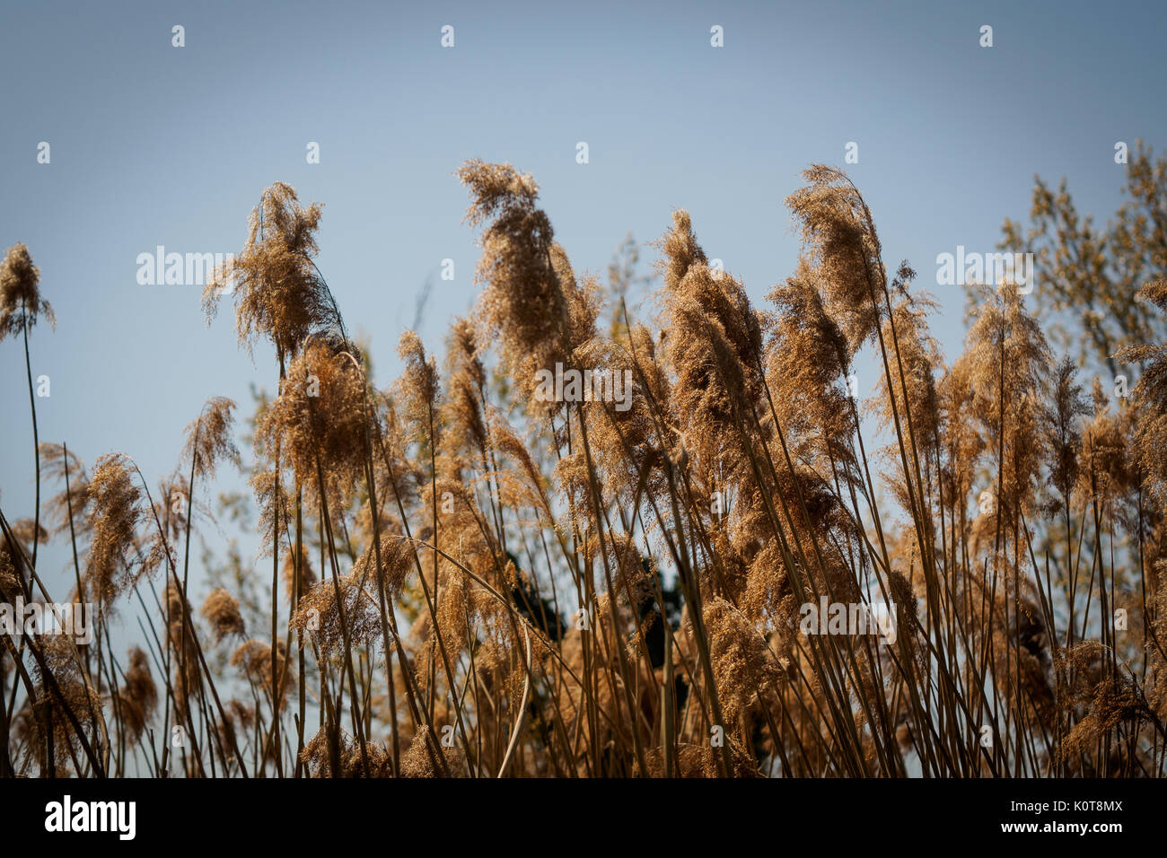 Golden river canes with a blue sky background. Landscape format Stock ...