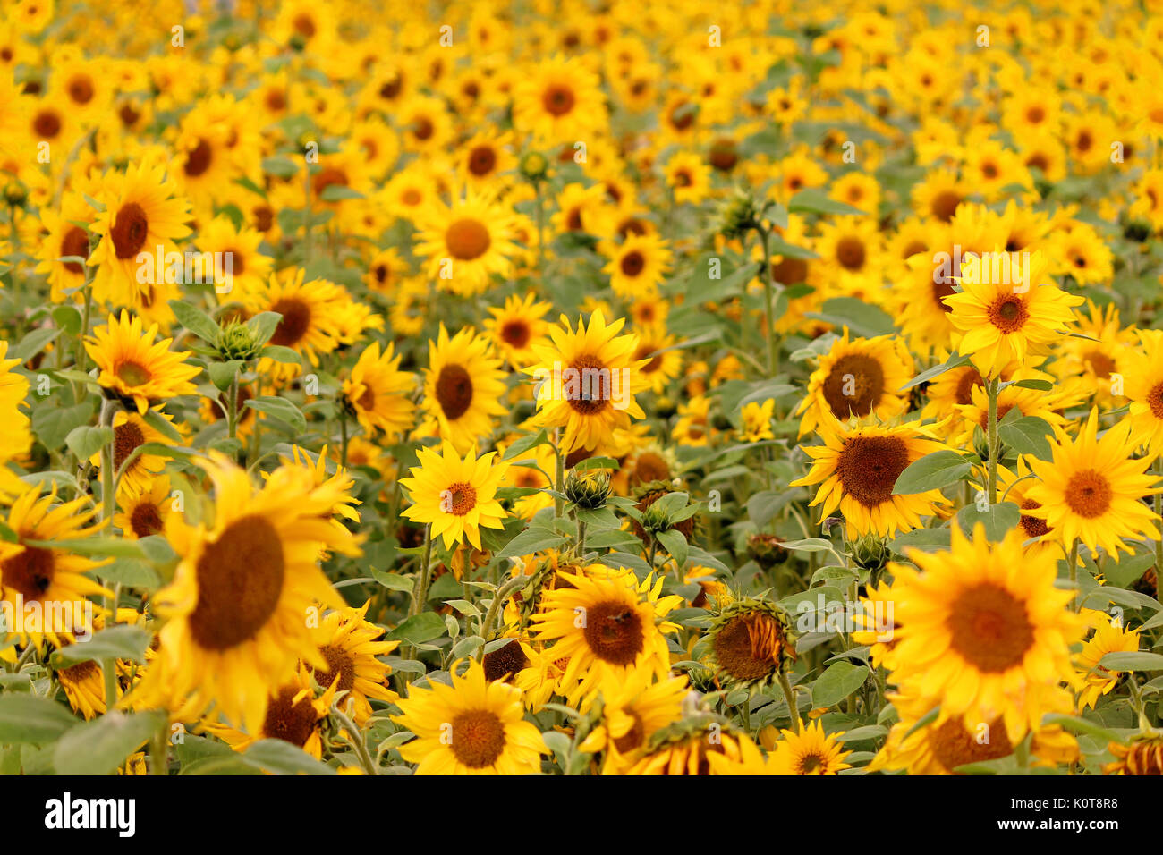 Field of sunflowers Stock Photo - Alamy