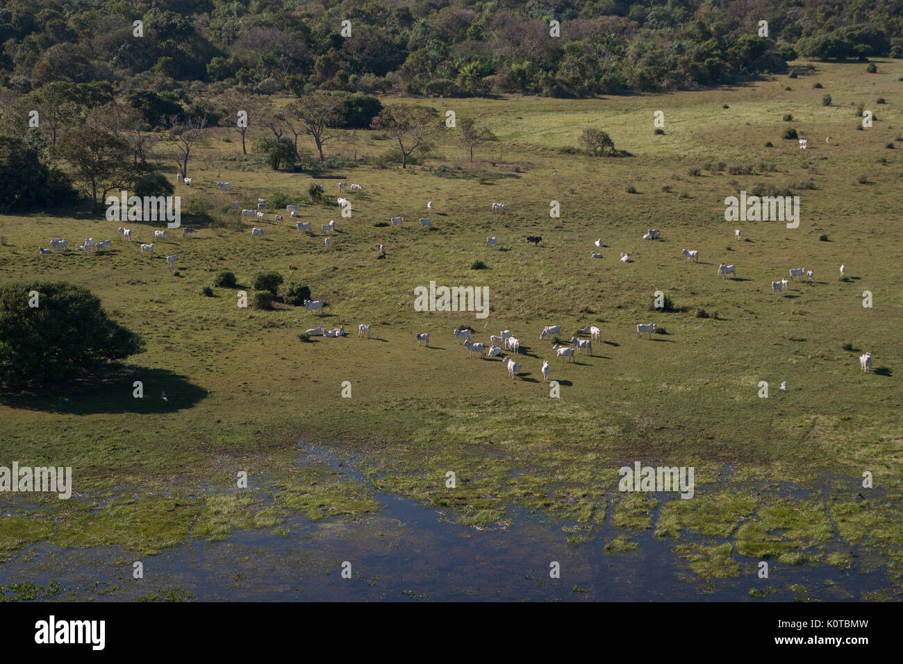 Nelore cattle on pasture in the Pantanal Stock Photo
