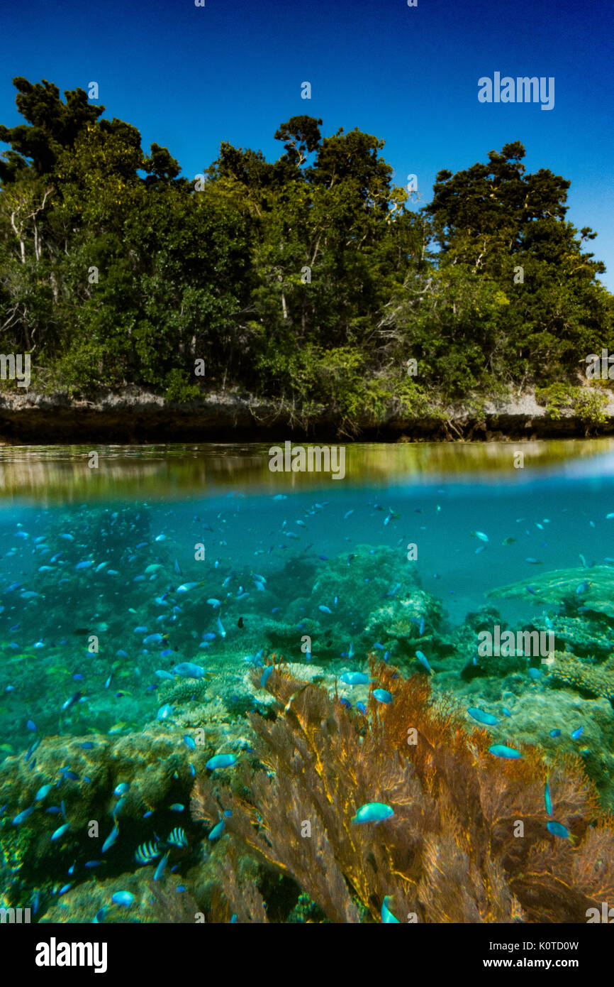 Snorkeling and underwater photography in the karst topography of the Bay of Islands, Vanua Balavu, Lau group, Fiji Stock Photo