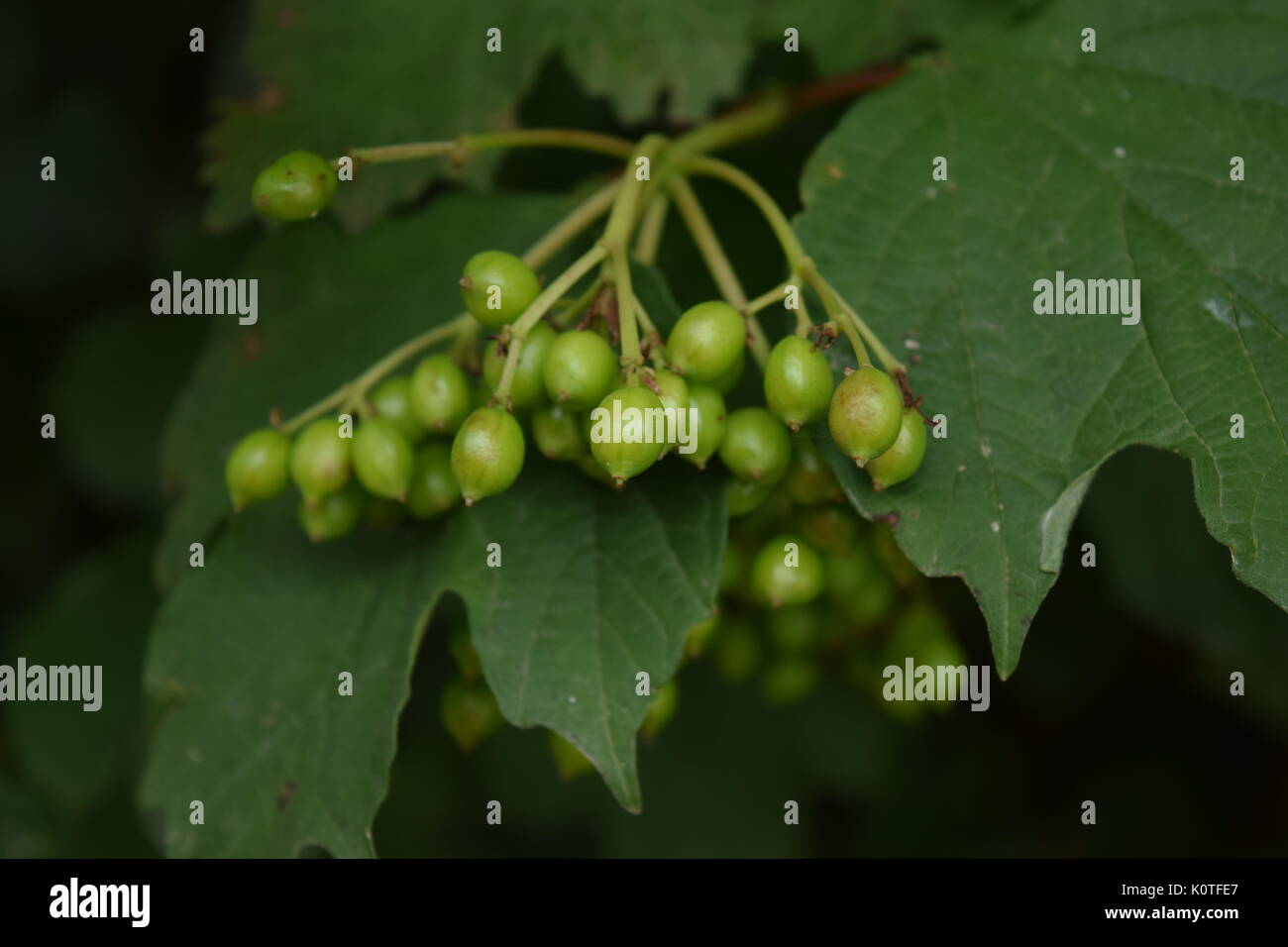 Plants growing up house hi-res stock photography and images - Alamy