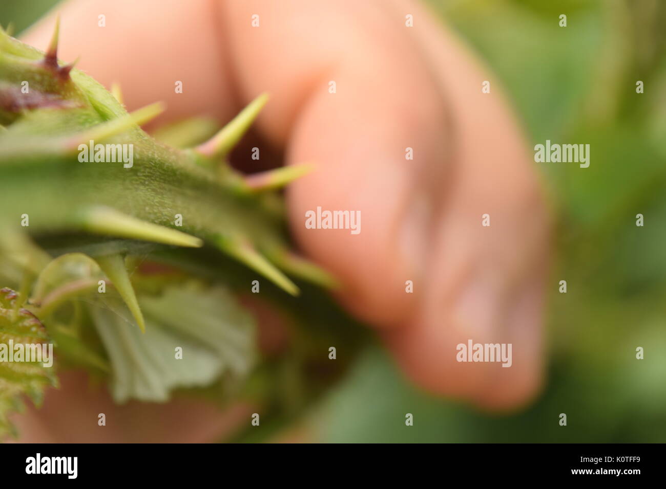 Male hand touching sharp thorns Stock Photo