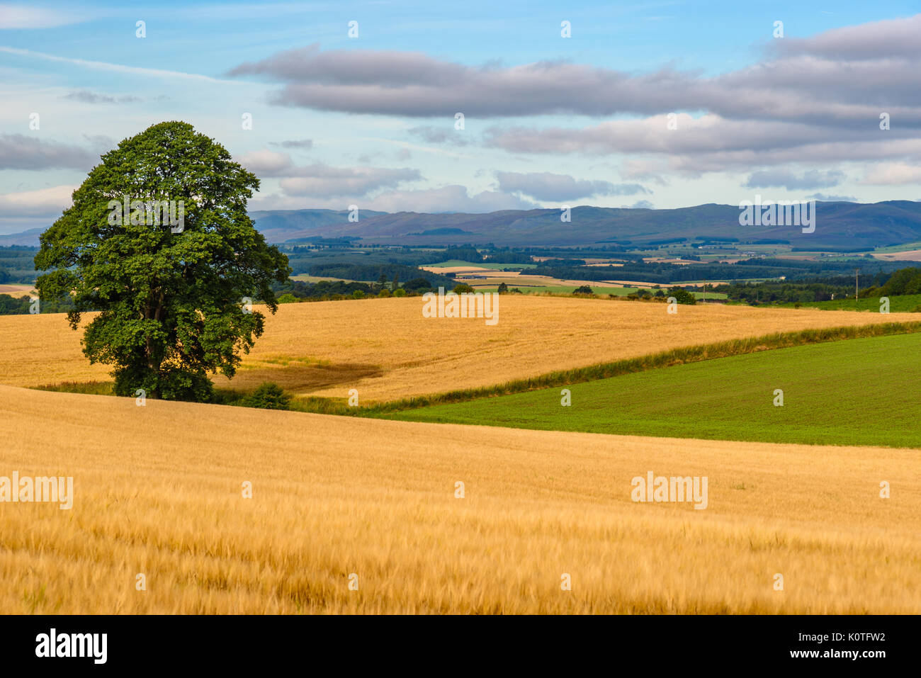 Scenic view of the countryside near Perth in Scotland in summer with a tree in the middle of a mature wheat field. Stock Photo