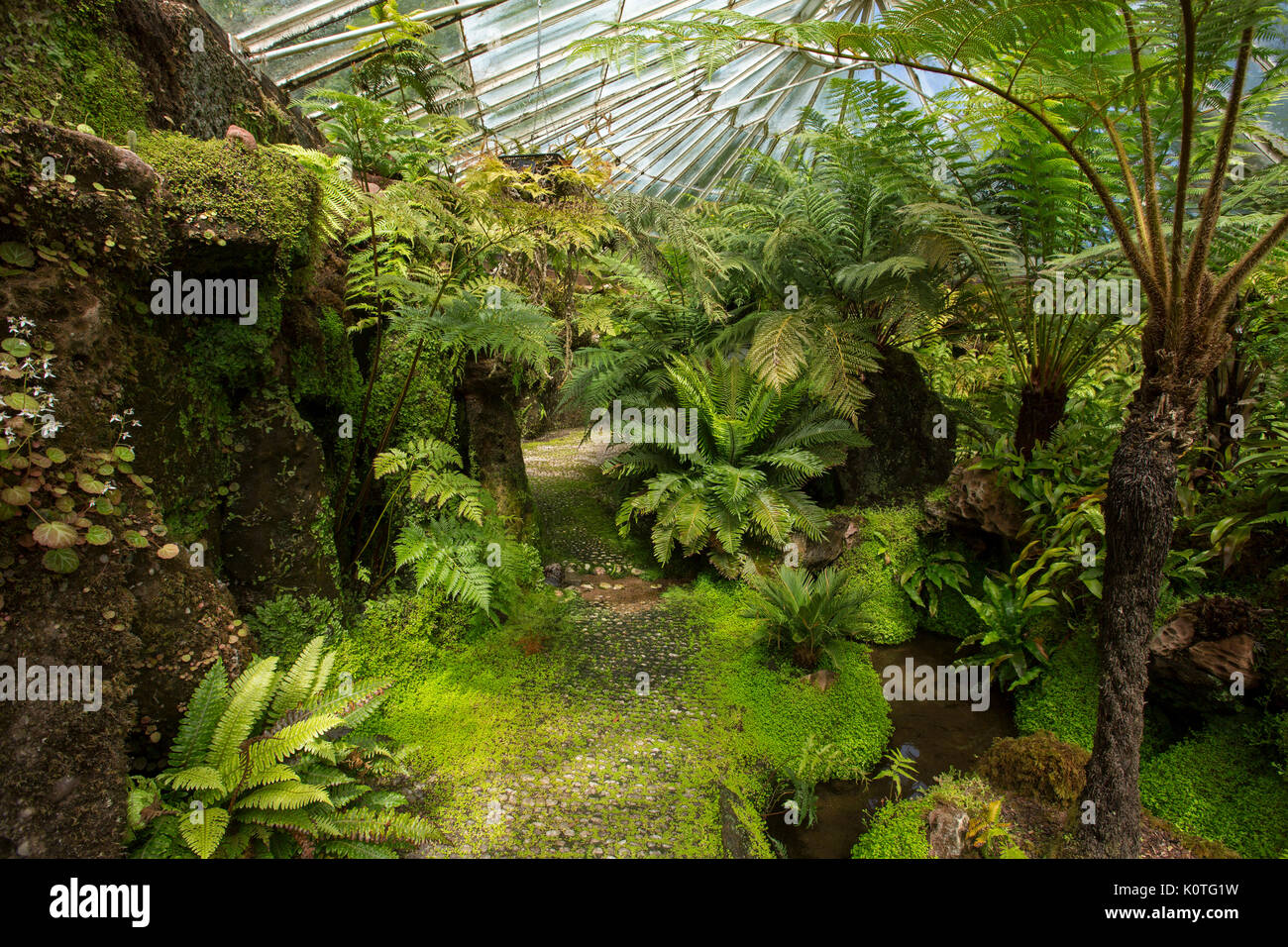Spectacular interior of Victorian glasshouse / fernery at Ascog Hall, with domed glass roof, spring fed stream, and ferns on Island of Bute, Scotland Stock Photo