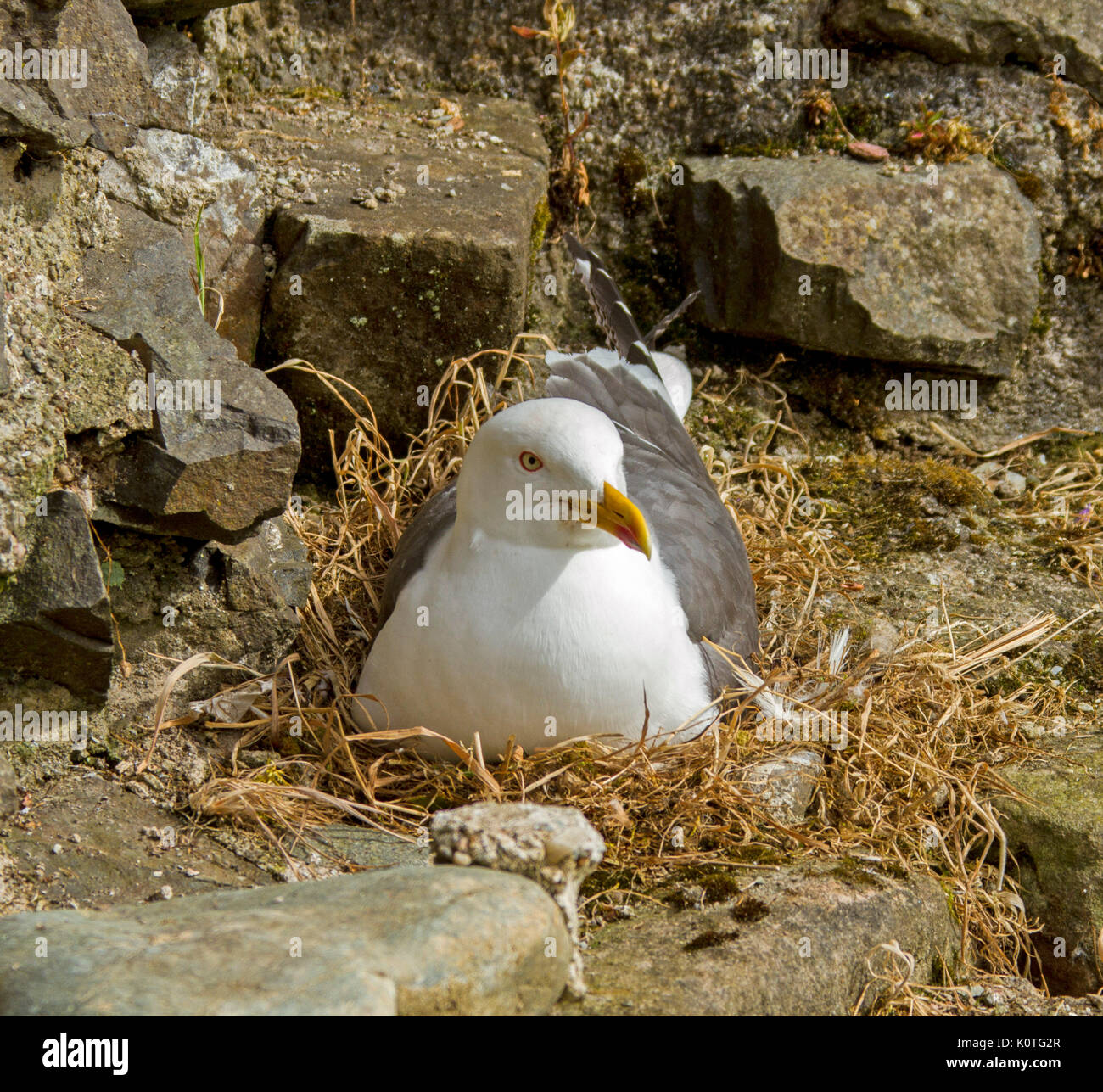 Herring gull, Larus argentatus, sitting on nest on wall of Rothesay castle at Bute in Scotland Stock Photo