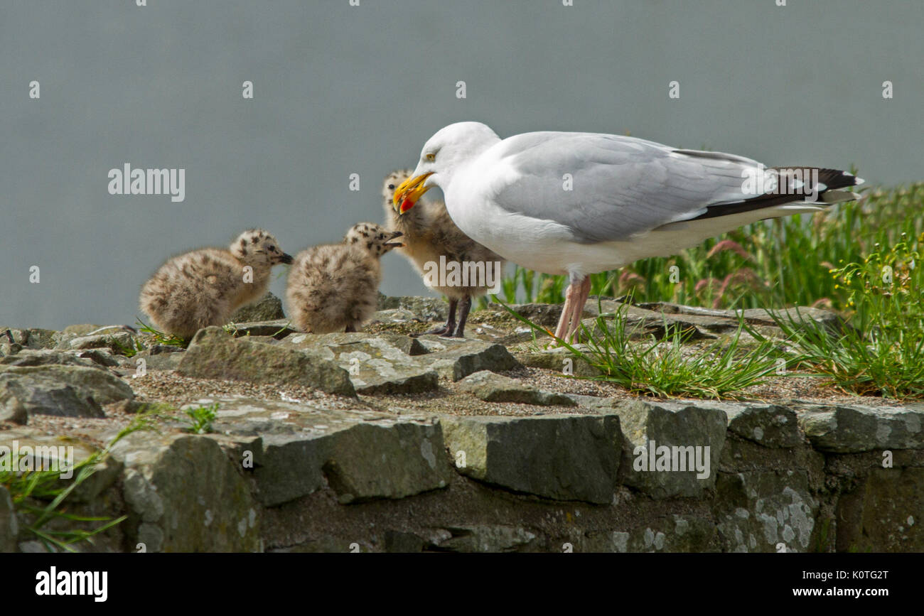 Panoramic view of herring gull, Larus argentatus, with three fluffy grey chicks on wall of castle at Bute in Scotland Stock Photo