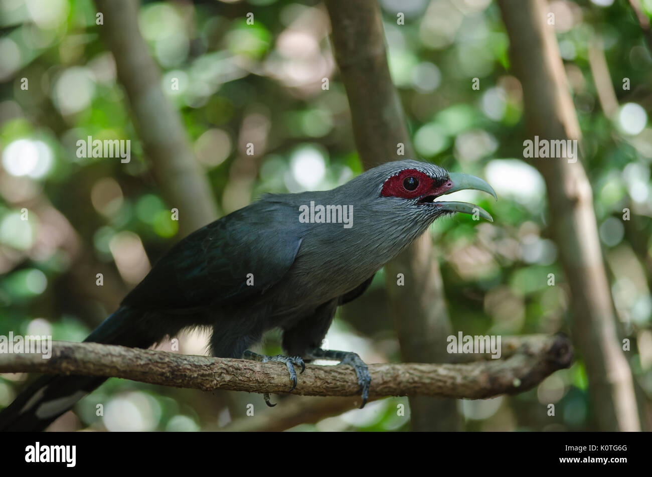 Beautiful Of Green Billed Malkoha Phaenicophaeus Tristis In Tropical Forest Thailand Stock Photo Alamy