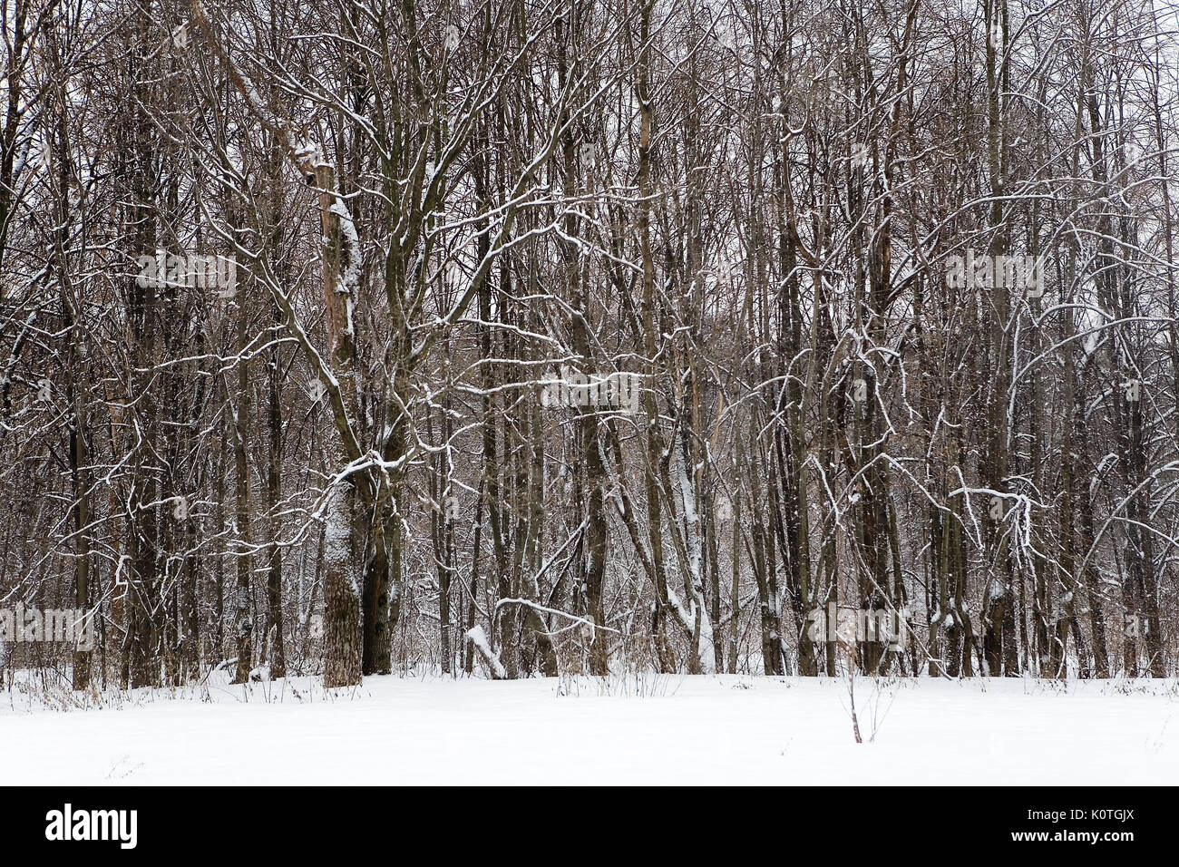 Trees in the Izmailovo park in the winter. Moscow Stock Photo - Alamy