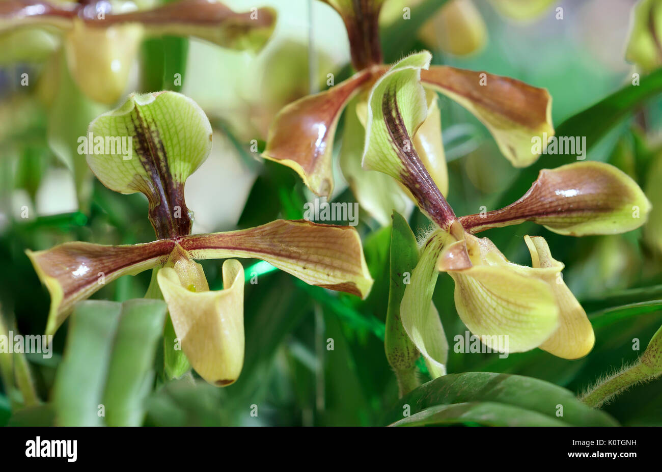 Paphiopedilum orchids flowers bloom in spring adorn the beauty of nature Stock Photo
