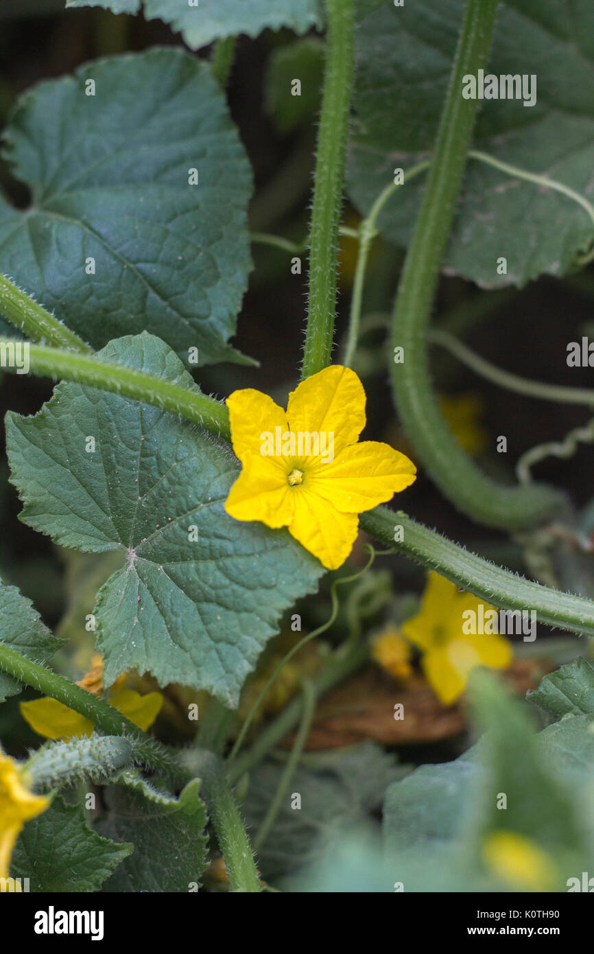 cucumber flower growing Stock Photo Alamy