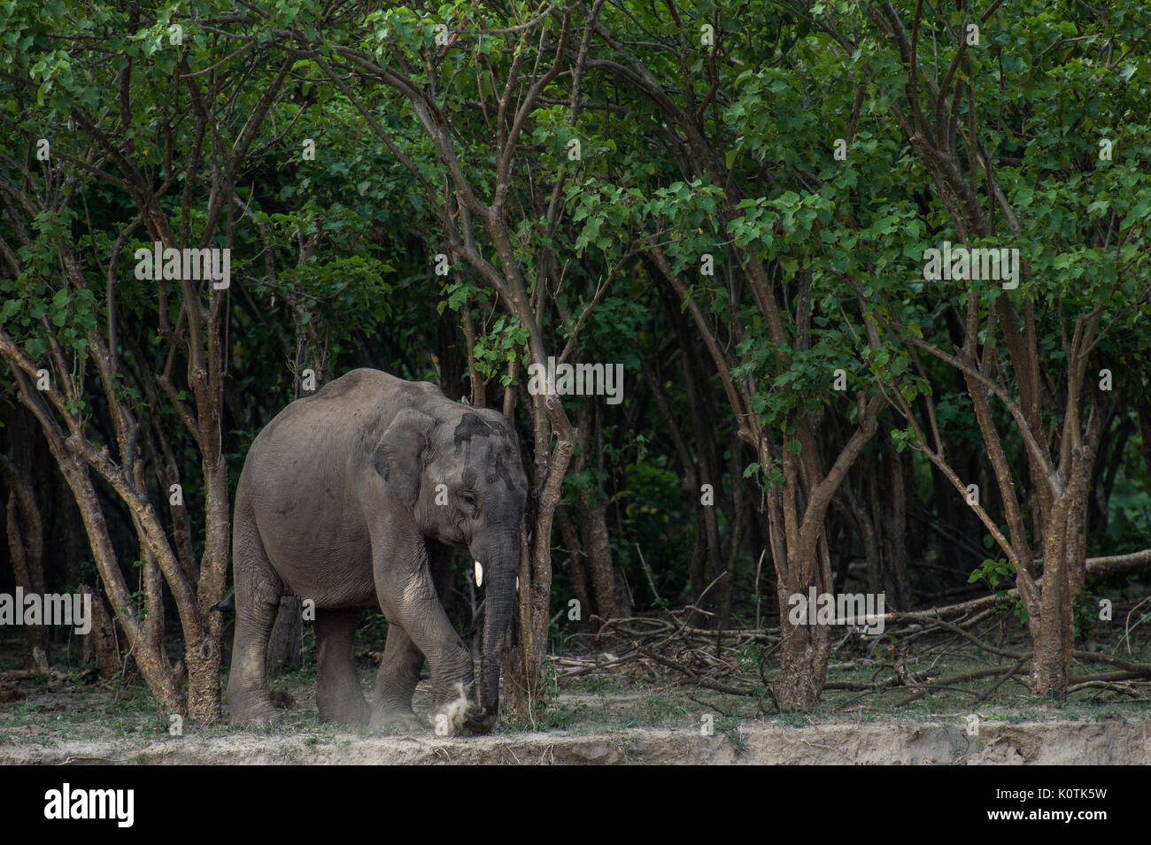 Indian Elephant, Elephas maximus indicus, Elephantidae,Rajaji National Park, India Stock Photo