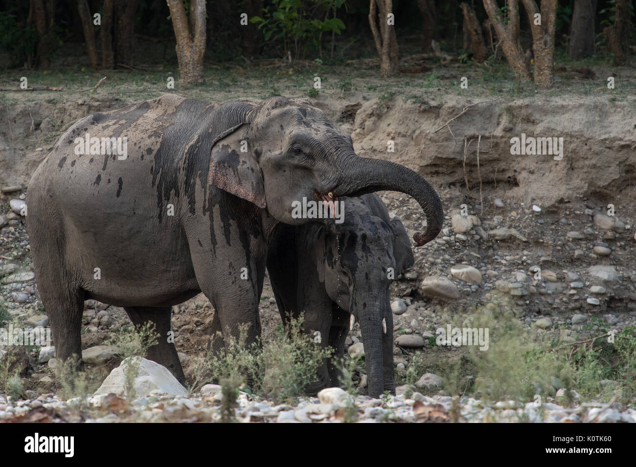 Indian Elephant, Elephas maximus indicus, Elephantidae,Rajaji National Park, India Stock Photo