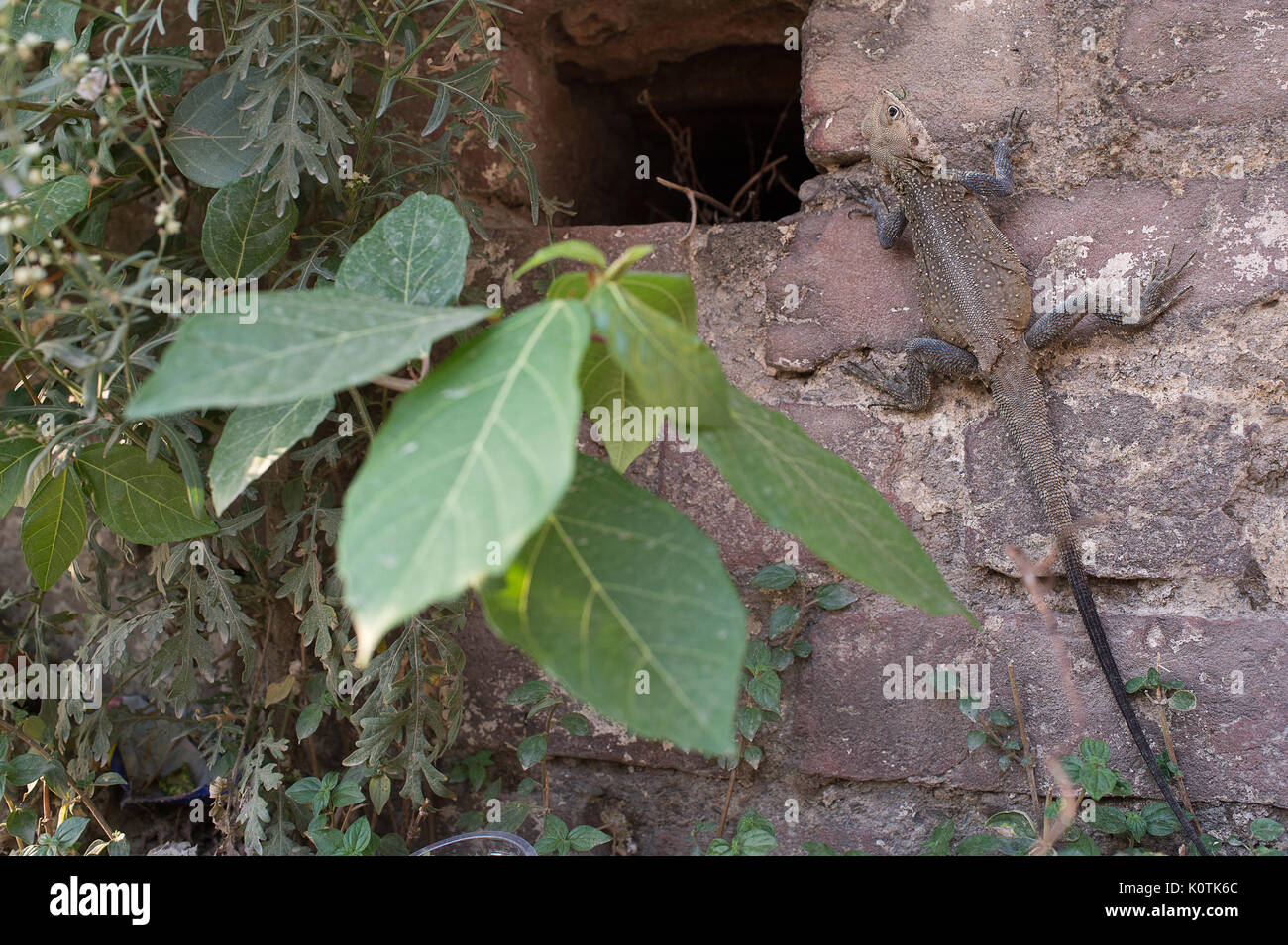 Kashmir Rock Agama , Laudakia tuberculata, Agamidae, Rishikesh, India Stock Photo