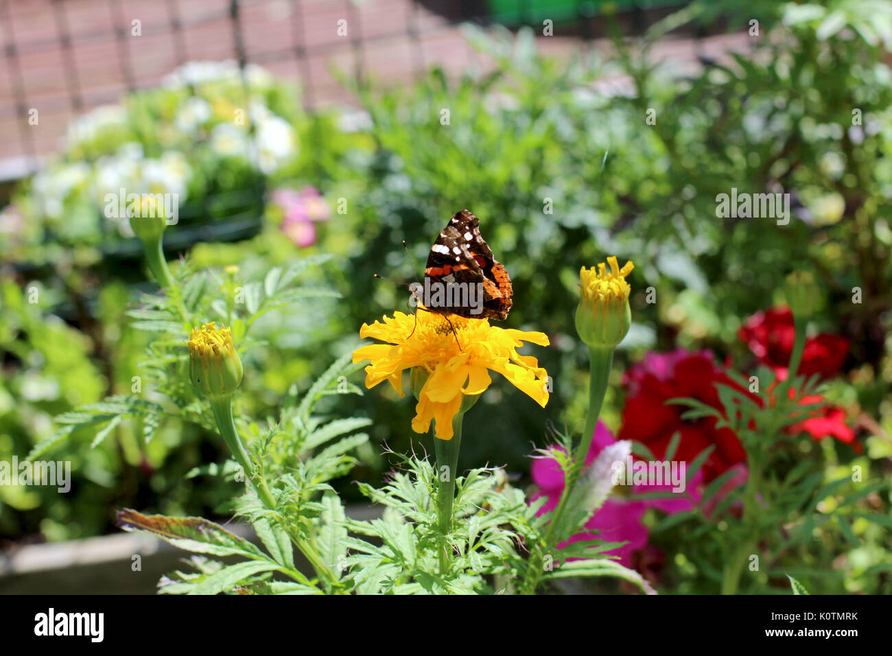 Butterfly Garden Stock Photo