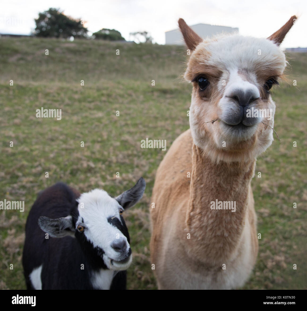 Portrait of an alpaca and goat on a farm in Victoria, Australia Stock