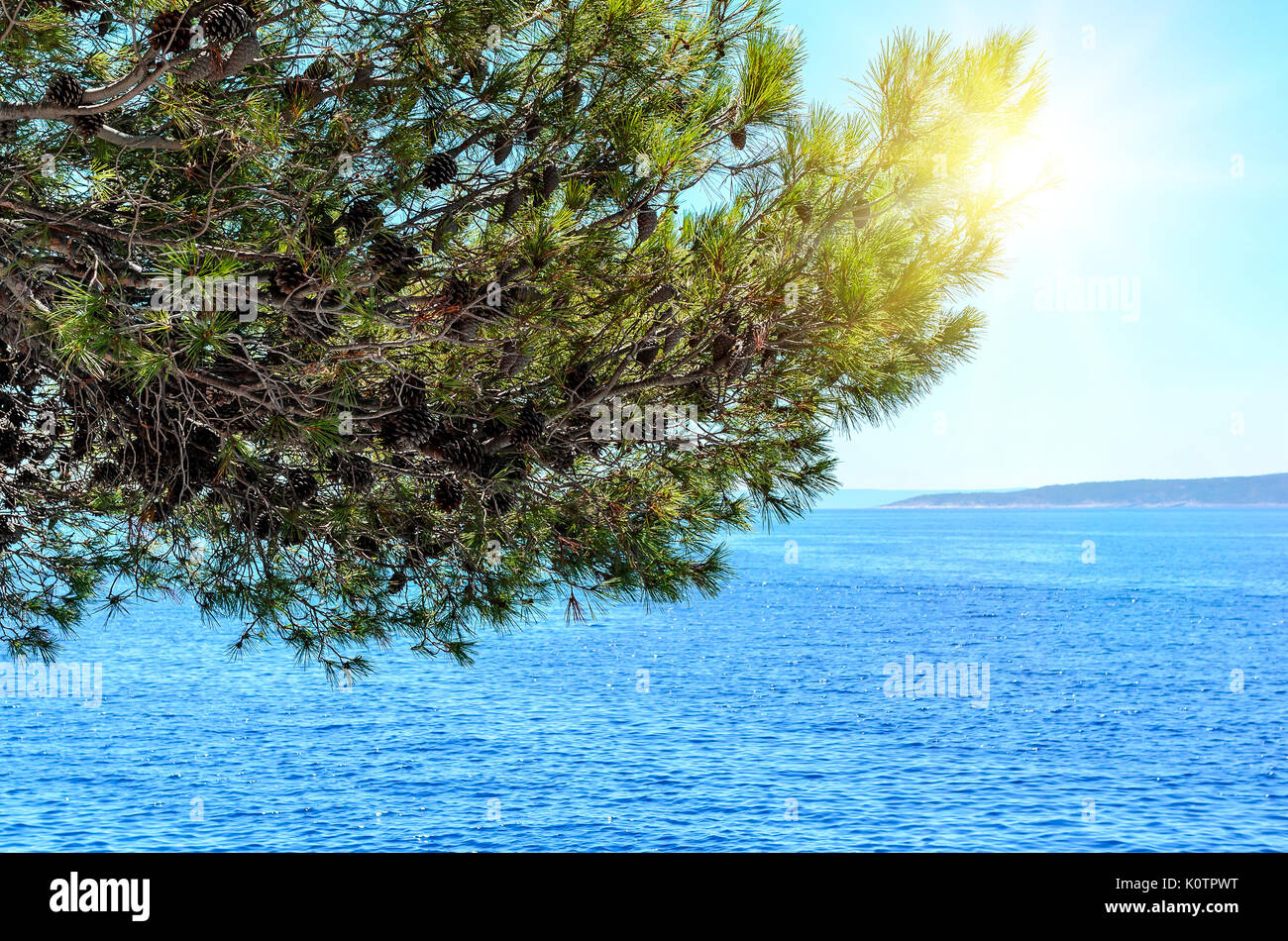 Pine on the background of the sea Stock Photo - Alamy