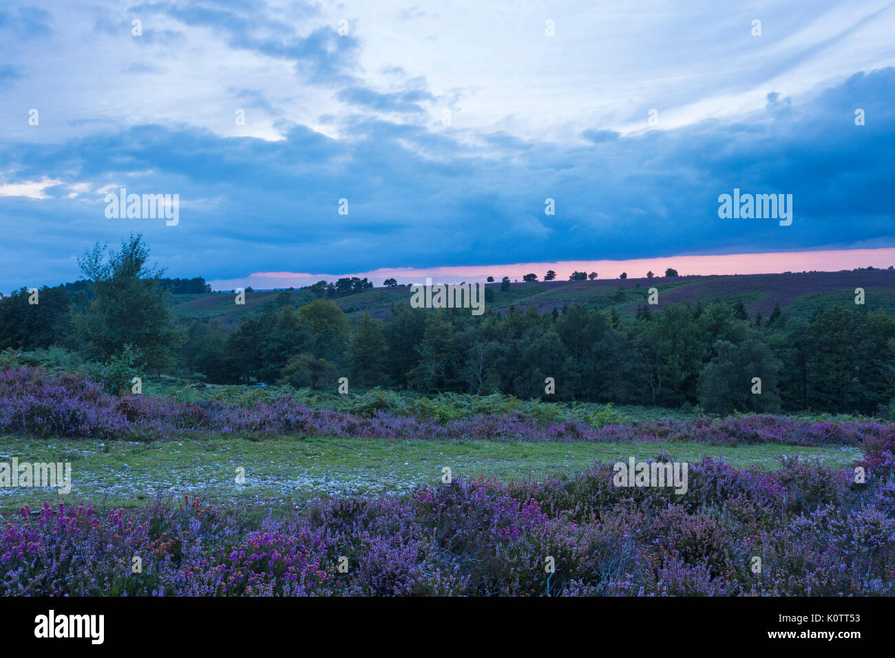 Rockford Common, New Forest, Hampshire UK. 23rd Aug, 2017. Stunning sunset over the common and heather in the New Forest. Credit: Carolyn Jenkins/Alamy Live News Stock Photo