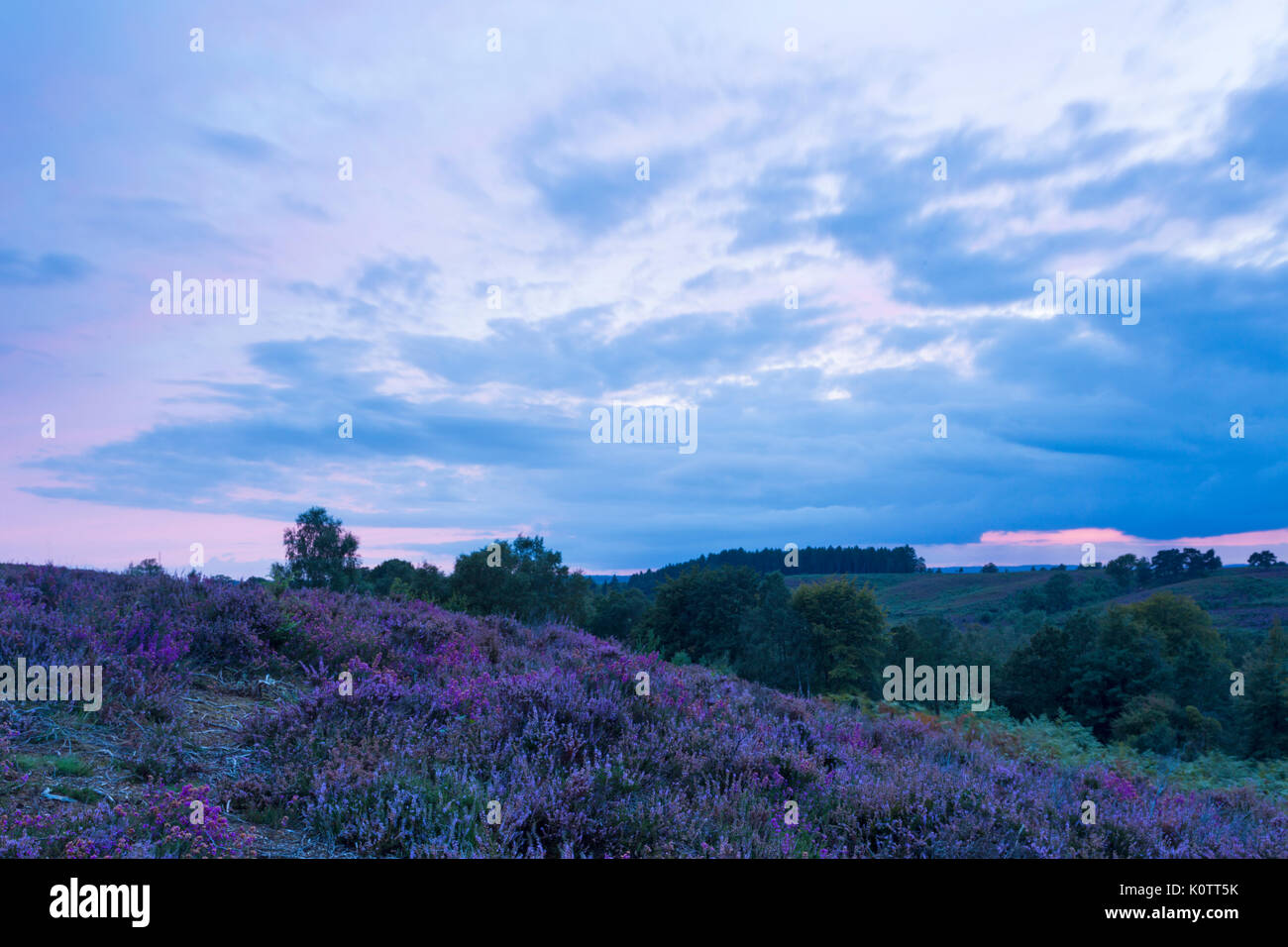 Rockford Common, New Forest, Hampshire UK. 23rd Aug, 2017. Stunning sunset over the common and heather in the New Forest. Credit: Carolyn Jenkins/Alamy Live News Stock Photo