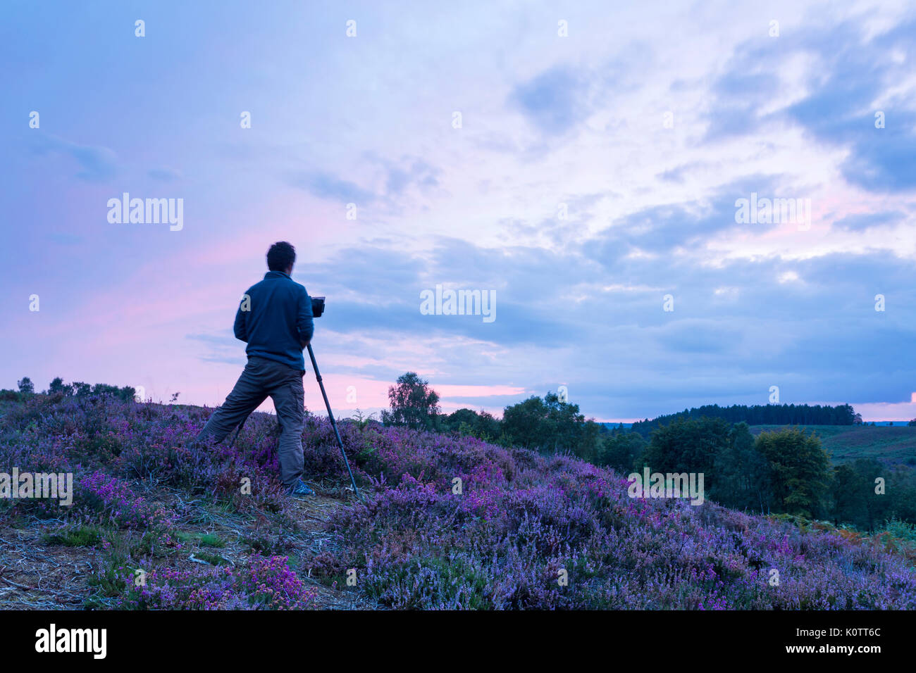 Rockford Common, New Forest, Hampshire UK. 23rd Aug, 2017. Stunning sunset over the common and heather in the New Forest. Photographer taking a photo of the sunset. Credit: Carolyn Jenkins/Alamy Live News Stock Photo