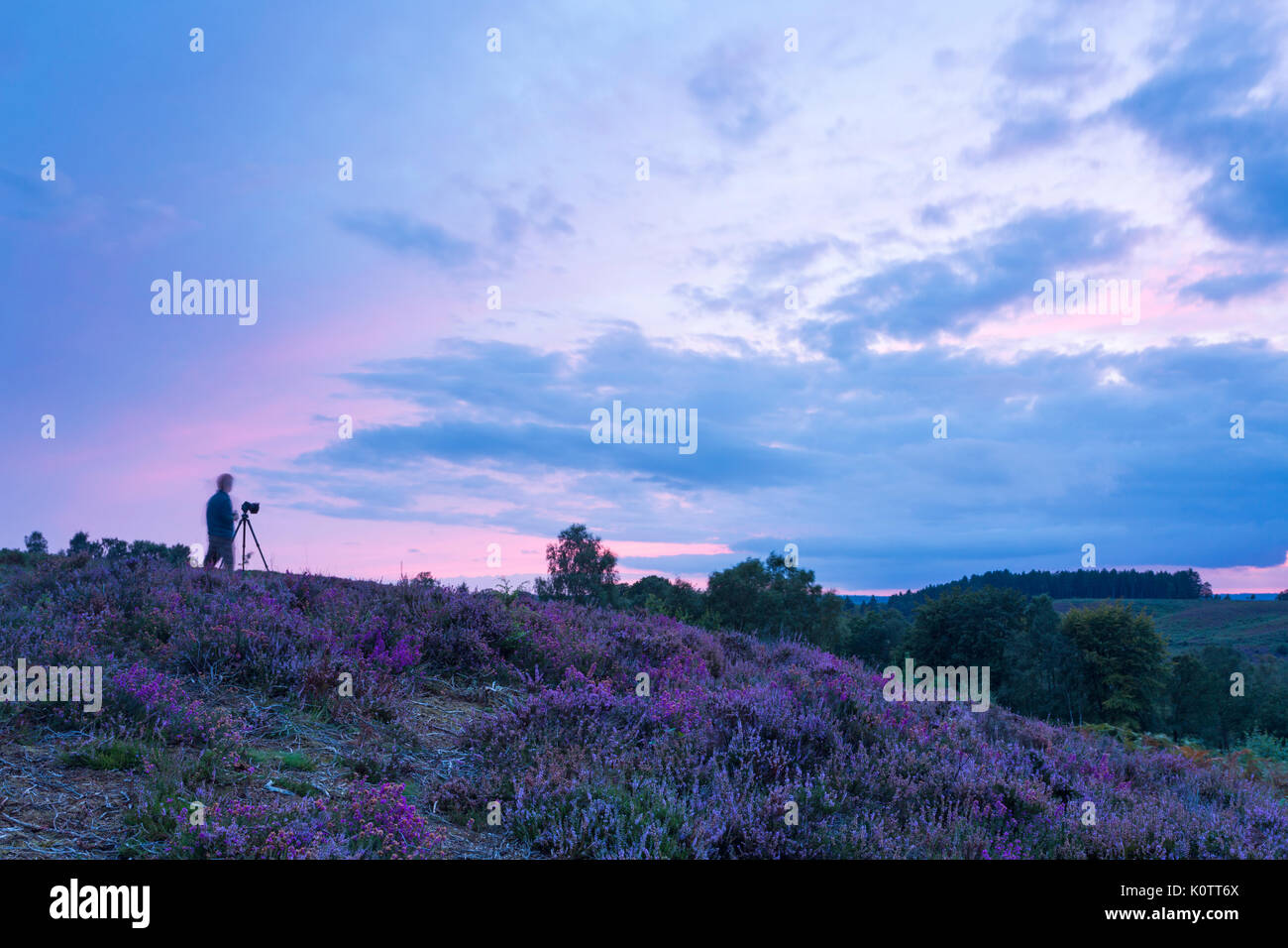 Rockford Common, New Forest, Hampshire UK. 23rd Aug, 2017. Stunning sunset over the common and heather in the New Forest. Ghostly figure of a photographer taking a photo of the sunset. Credit: Carolyn Jenkins/Alamy Live News Stock Photo