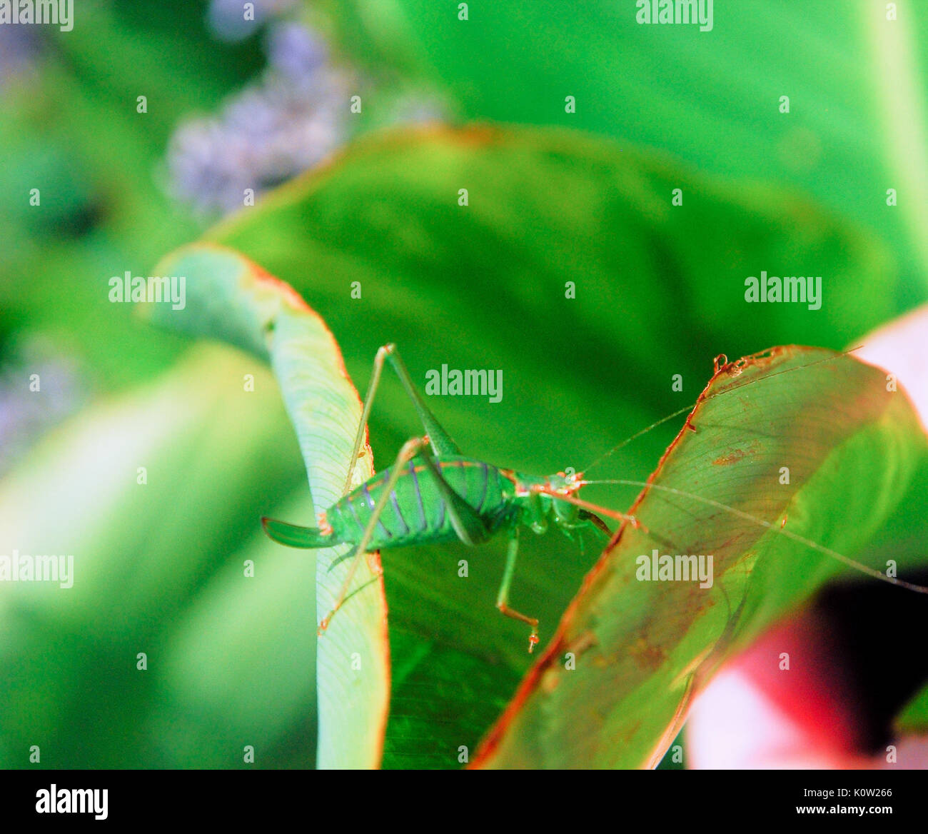Cricket Laying Eggs High Resolution Stock Photography and Images Alamy