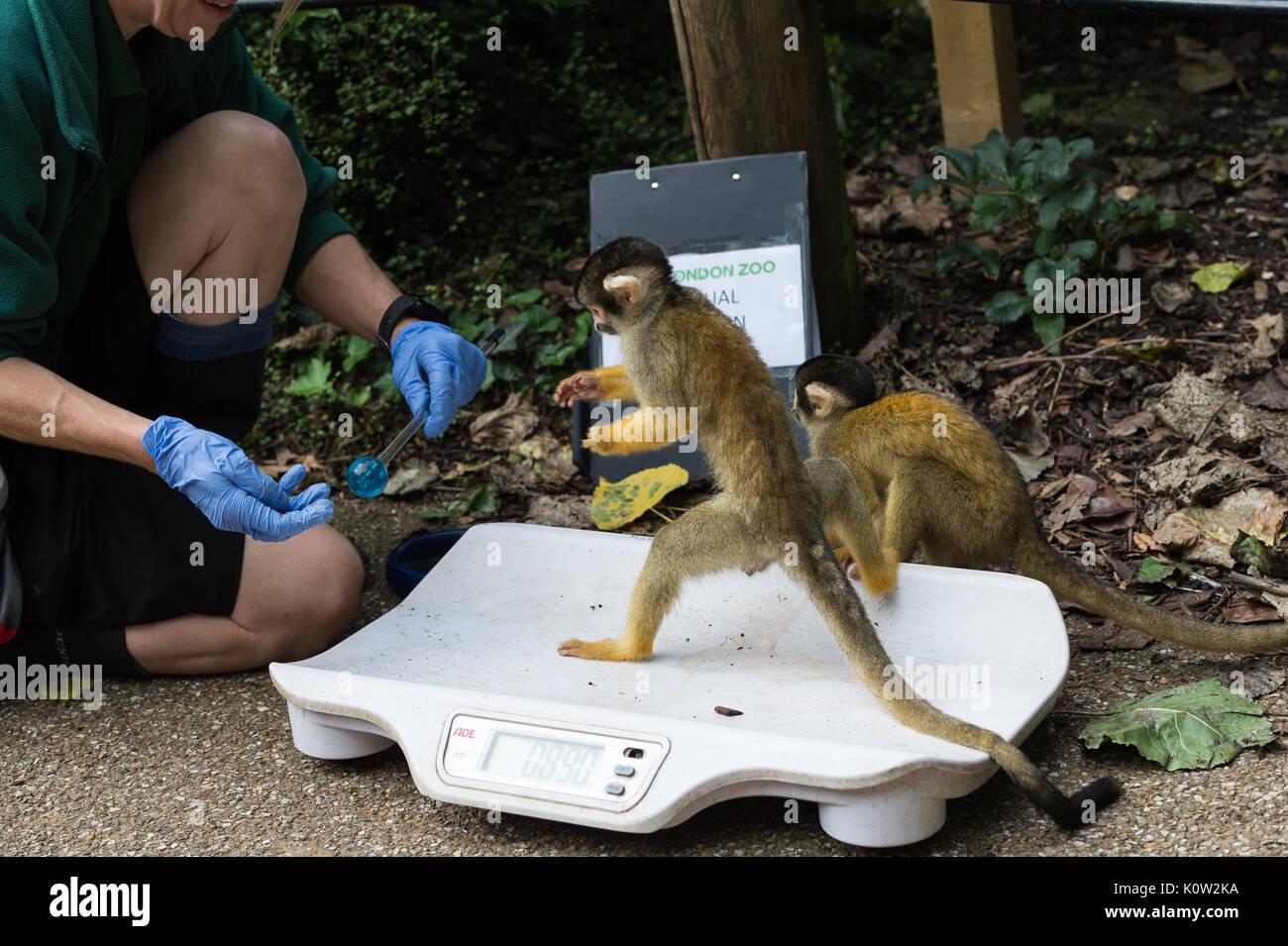 Zookeeper monkey hires stock photography and images Alamy