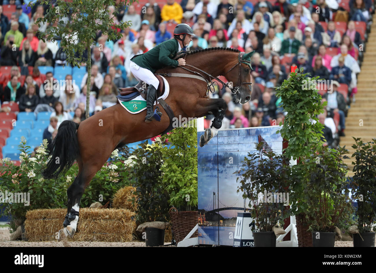 Irish equestrian denis lynch horse hi-res stock photography and images -  Alamy