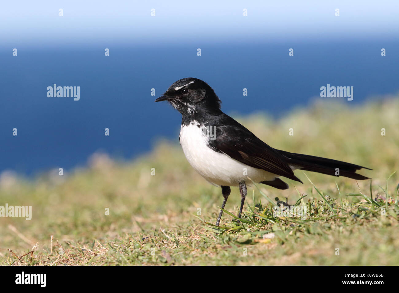 willy wagtail Stock Photo
