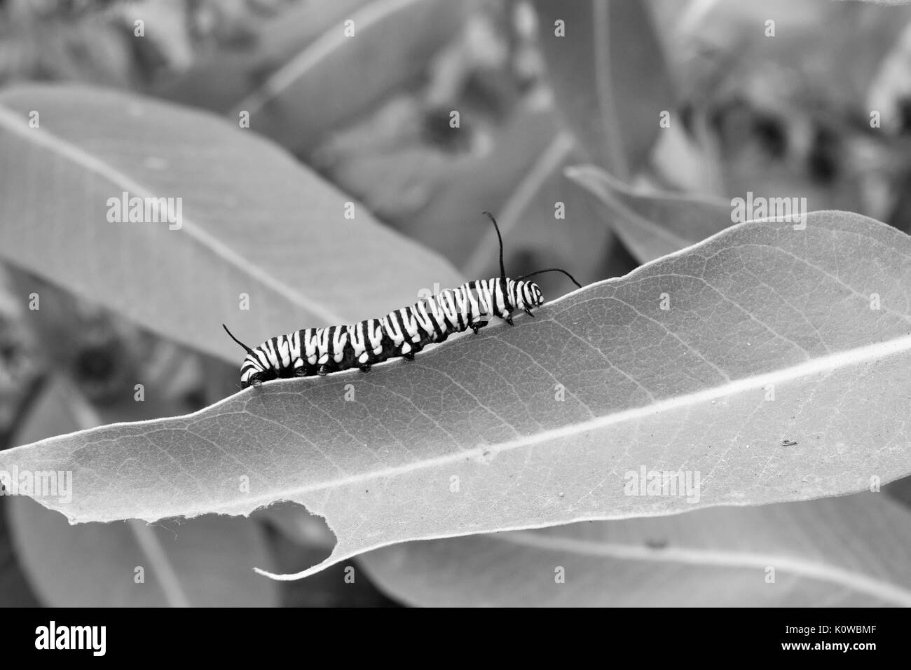 Monarch Caterpillar resting on Milkweed Leaf Stock Photo