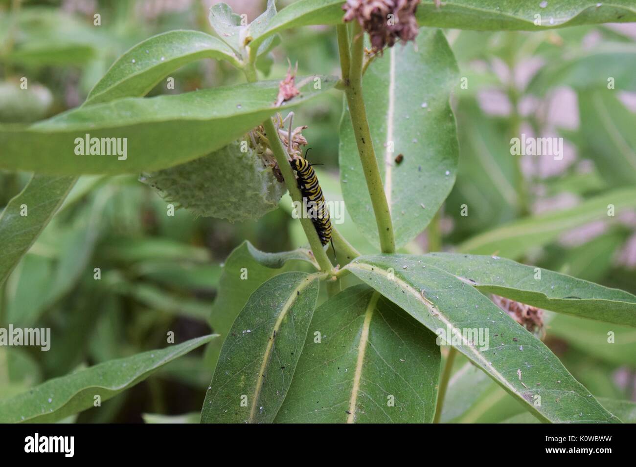 Monarch Caterpillar Crawling up Milkweed Stock Photo